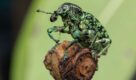 PHOTODOC: A Real Bug’s Life – in Australia