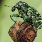 PHOTODOC: A Real Bug’s Life – in Australia