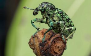 National Geographic/Rob Morgan