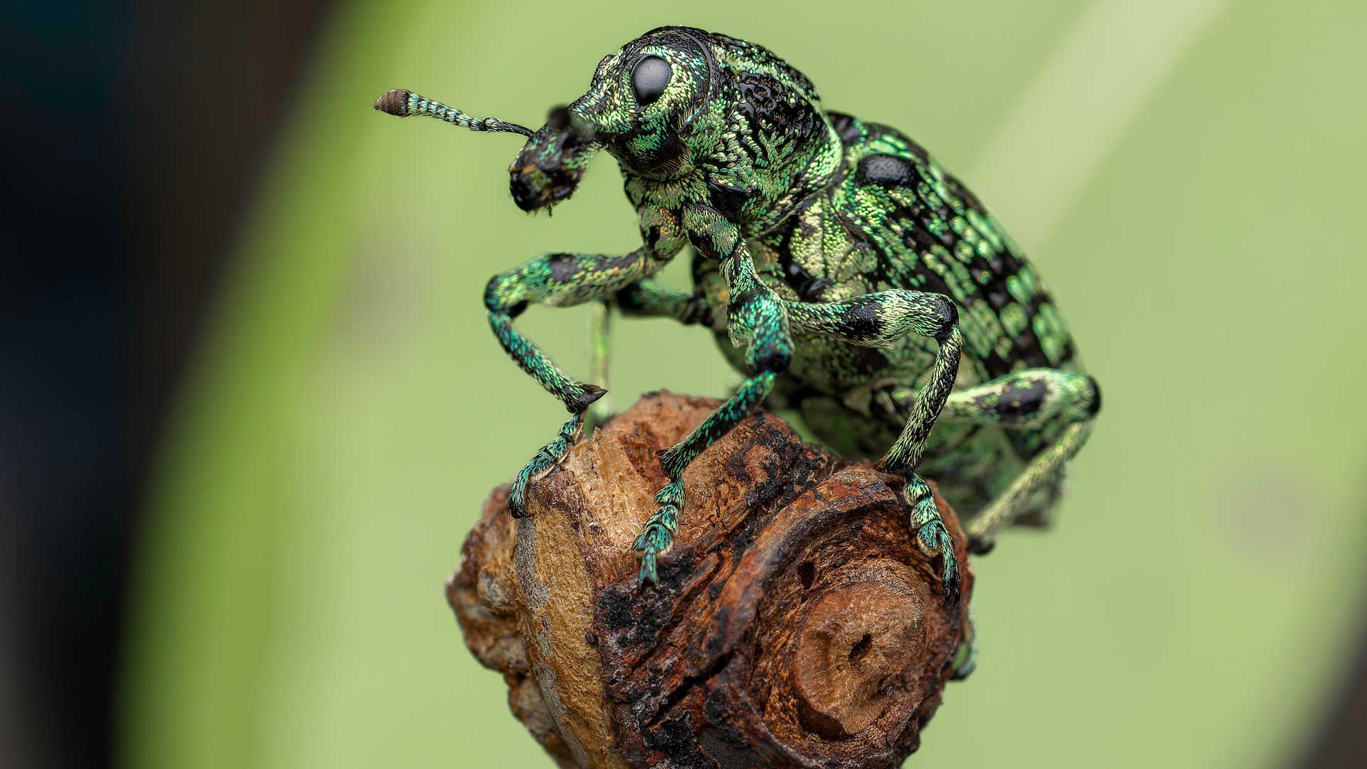 National Geographic/Rob Morgan