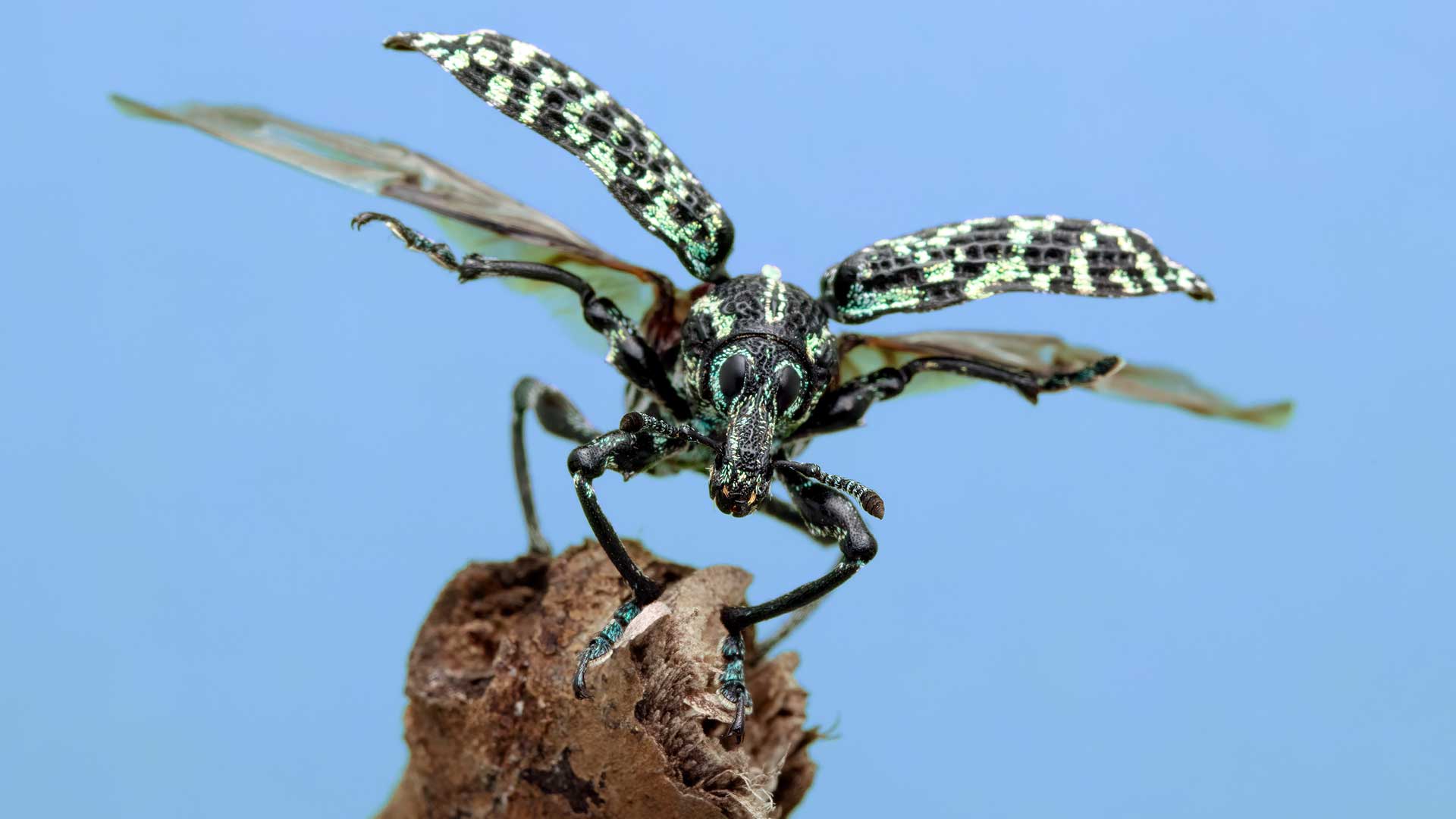 (National Geographic/Rob Morgan)