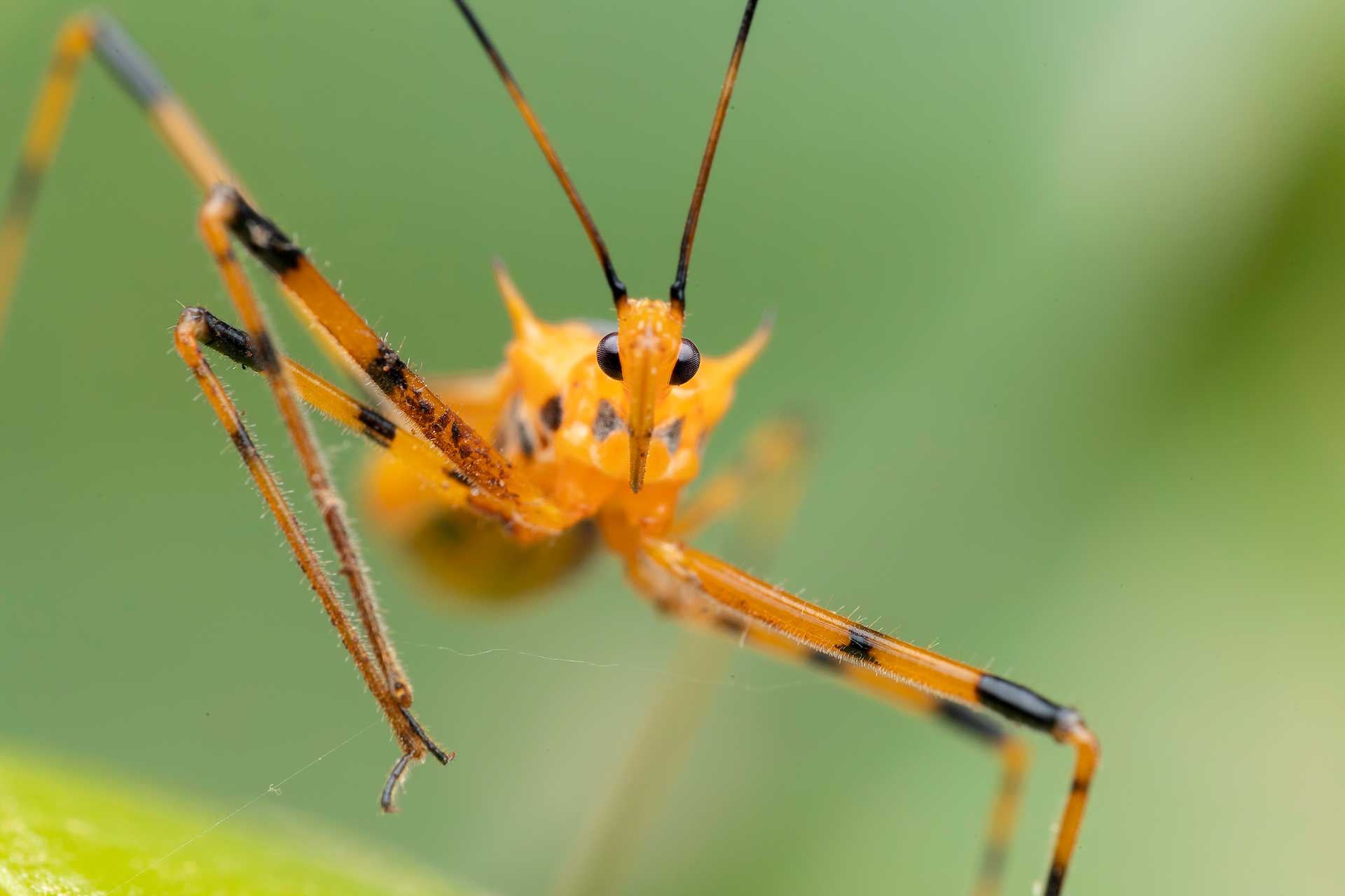 National Geographic/Rob Morgan