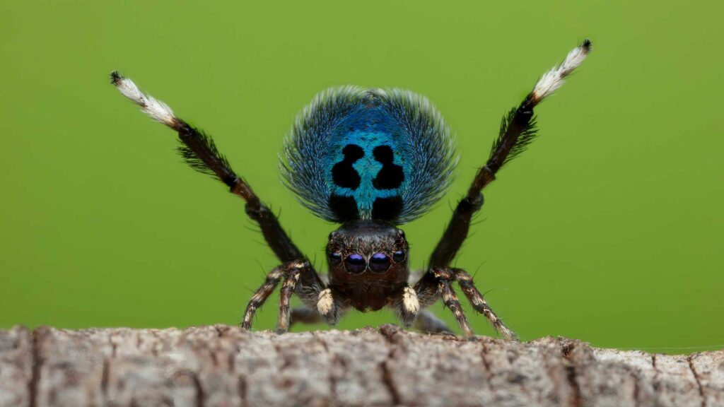 Photodoc (National Geographic/Alan Henderson)