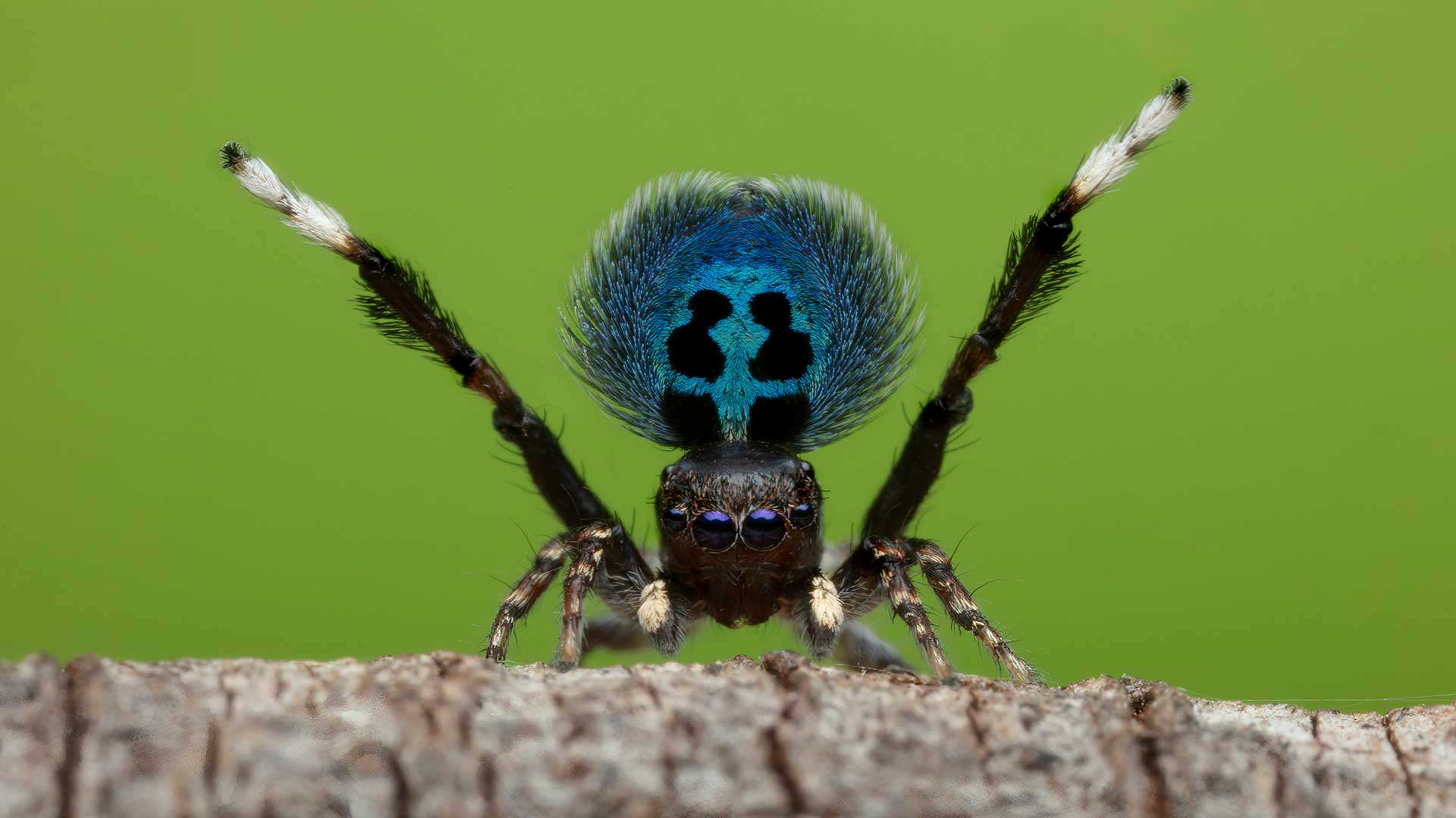 (National Geographic/Rob Morgan)