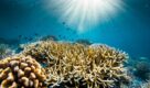 ‘Ocean with David Attenborough’ – masterpiece and call to action