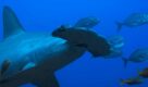 Annual SharkFest gets up close with hammerheads