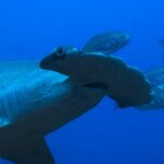 Annual SharkFest gets up close with hammerheads