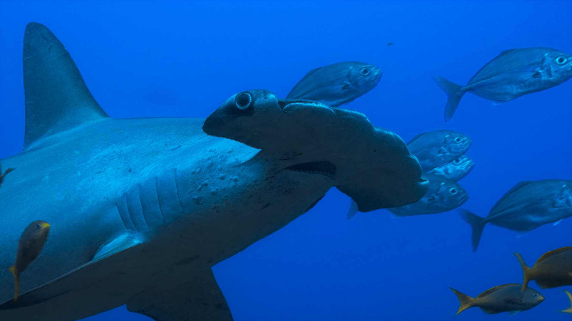 credit: National Geographic