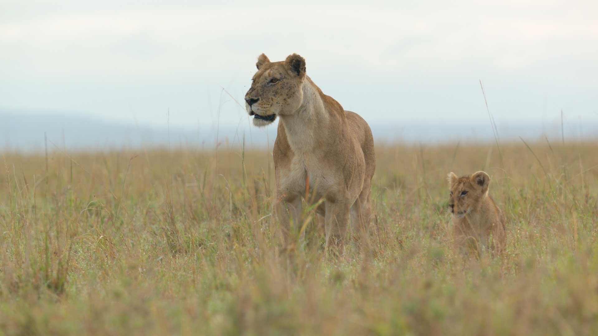 National Geographic/Rolf Steinmann