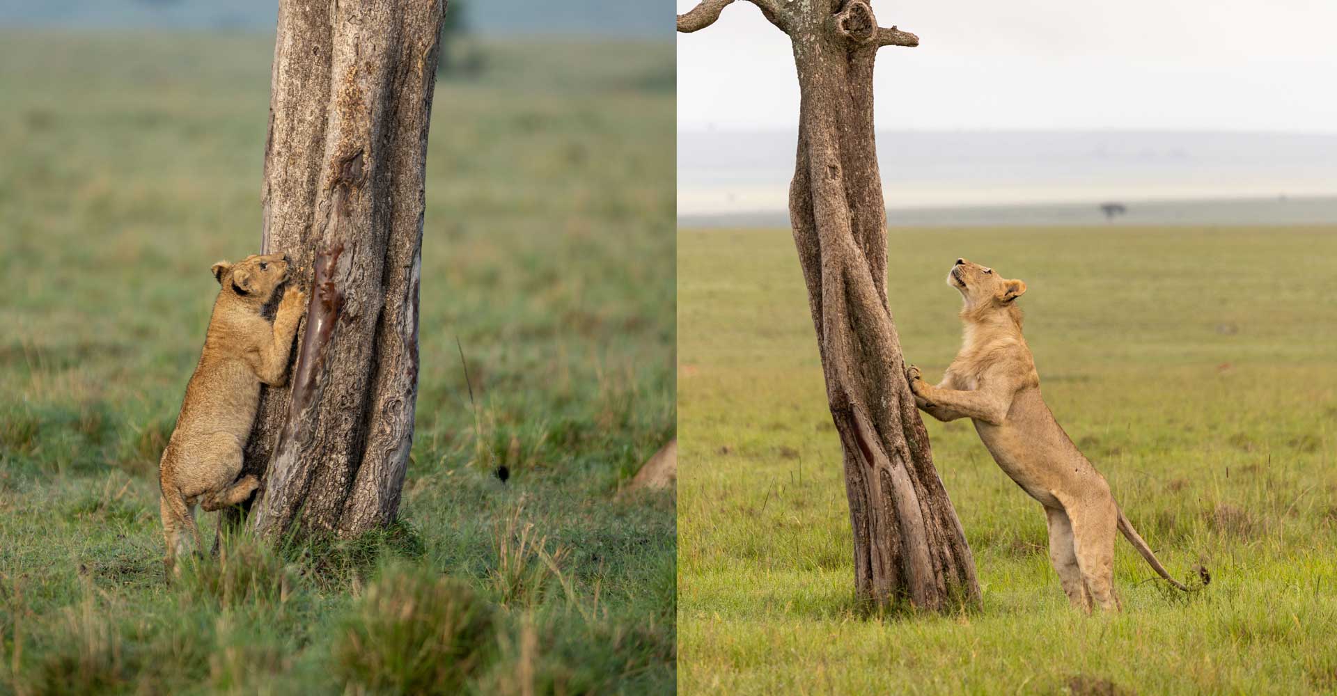 National Geographic/Simon Blakeney