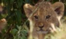 ‘LION’ – new TV series chronicles four-year journey of lion cub Kio