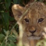 ‘LION’ – new TV series chronicles four-year journey of lion cub Kio