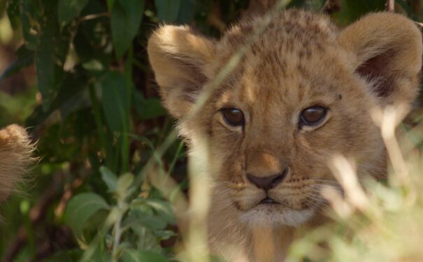 National Geographic