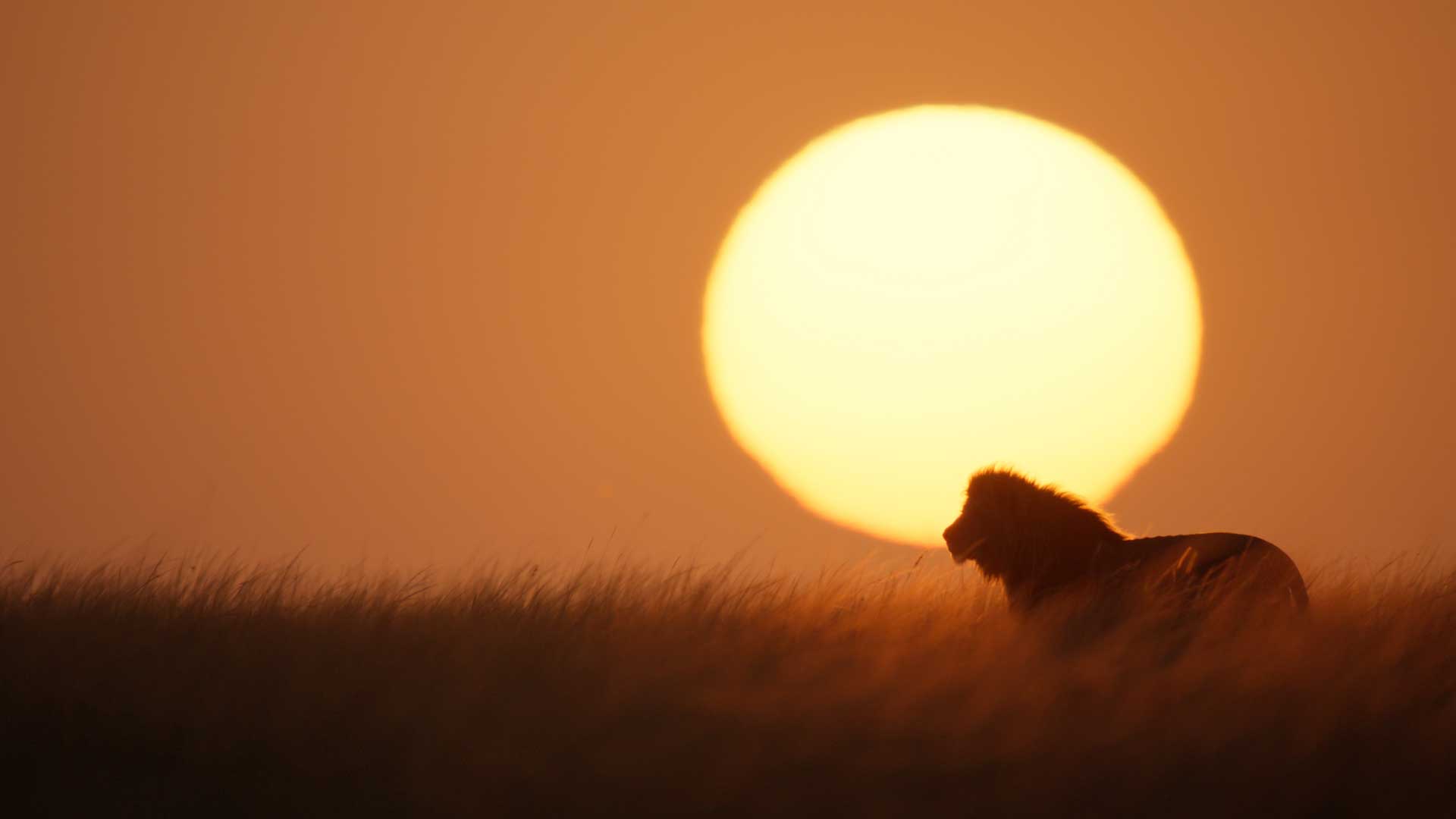 National Geographic/Sophie Darlington
