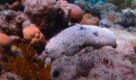 Overfishing 100-year-old sea cucumbers