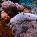 Overfishing 100-year-old sea cucumbers